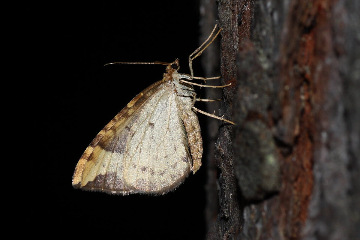 Eulithis populata