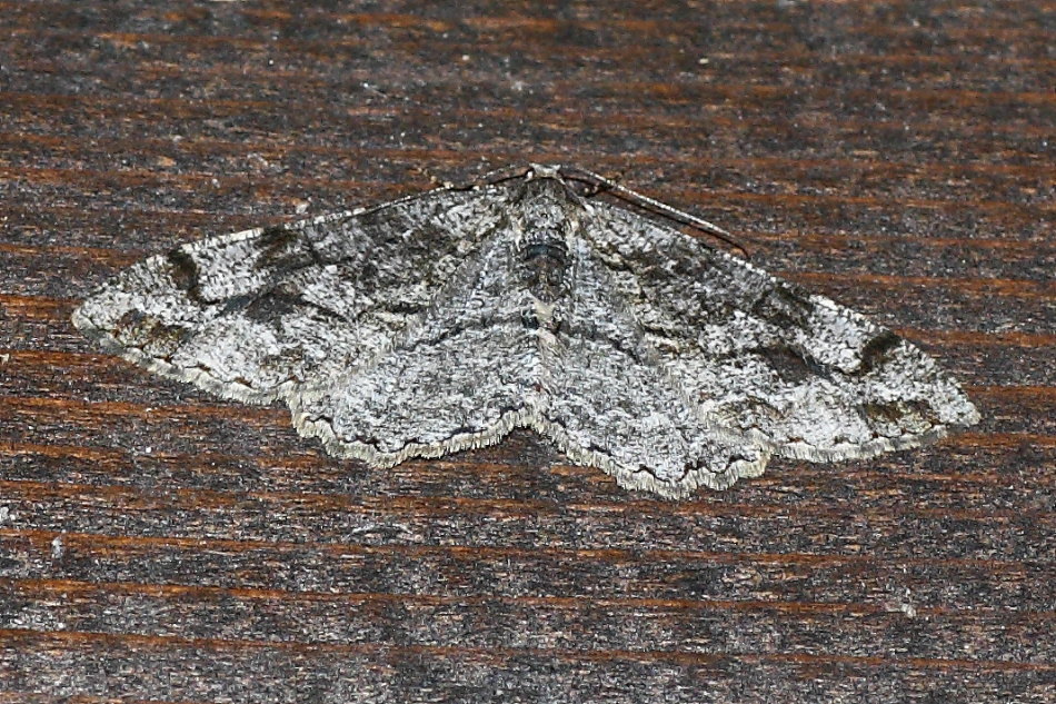 Alcis repandata