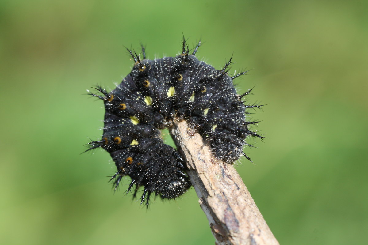 Bruchi da identificare