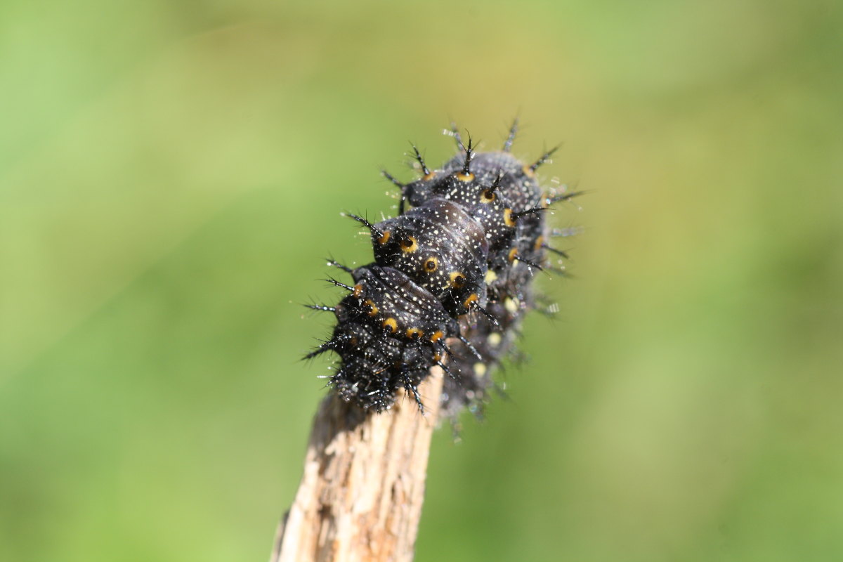 Bruchi da identificare