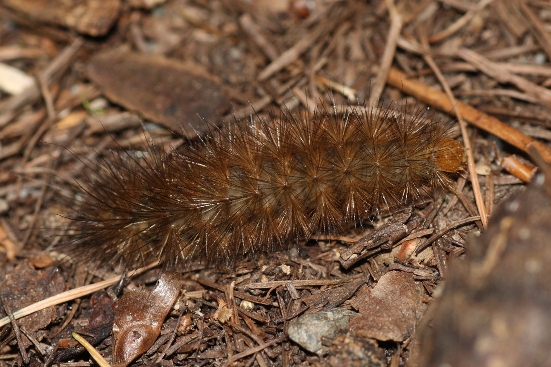 Bruchi da identificare