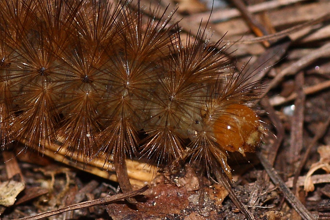 Bruchi da identificare