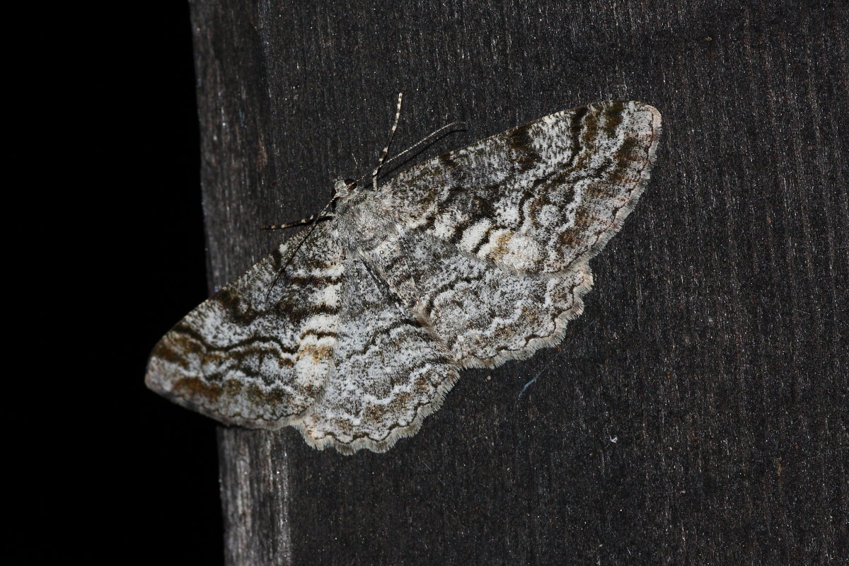 Paradarisa cf consonaria