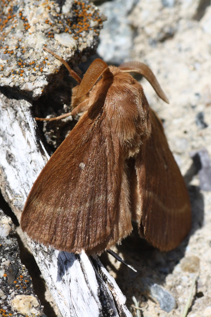 Lasiocampa trifolii