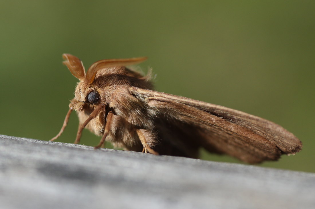 Lasiocampa trifolii