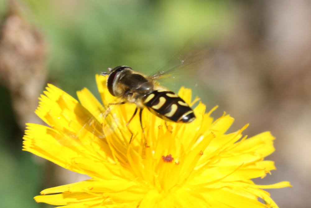 Scaeva selenitica?