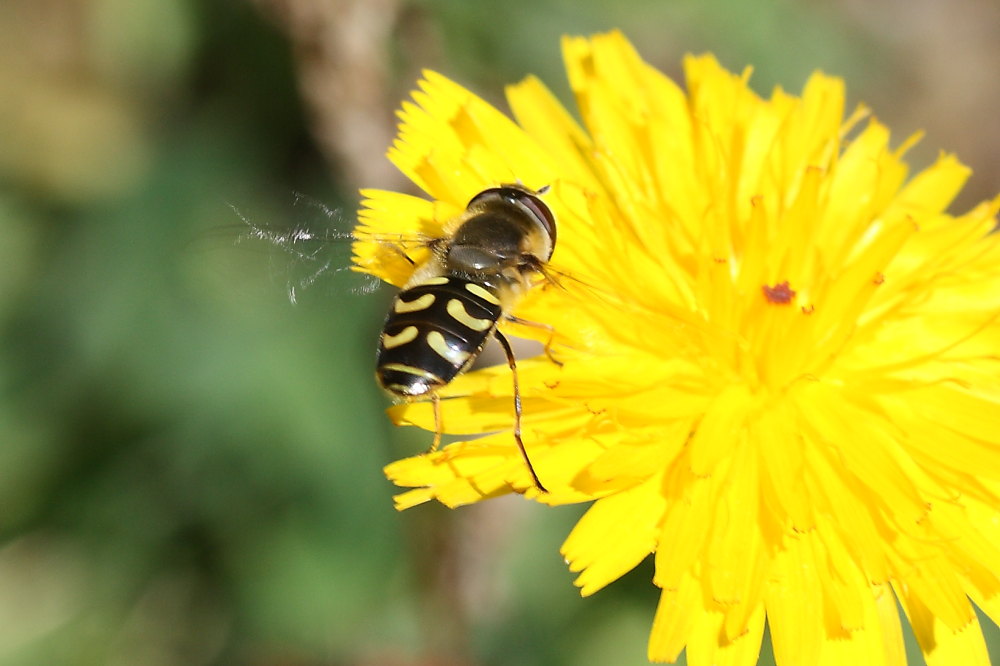 Scaeva selenitica?