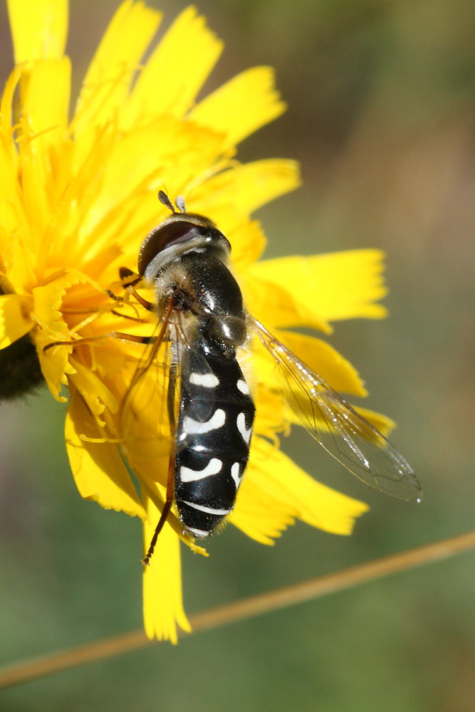 Scaeva selenitica?