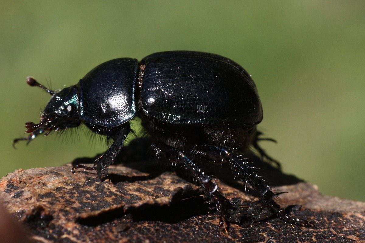 Anoplotrupes stercorosus ?