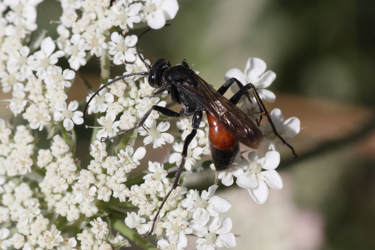 Pompilidae da identificare