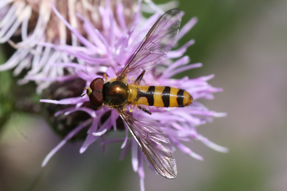 Meliscaeva cinctella ♂ (Syrphidae)