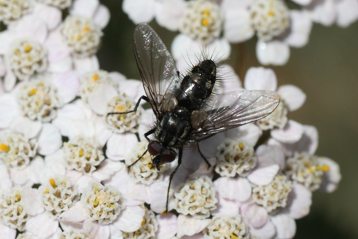 Tachinidae