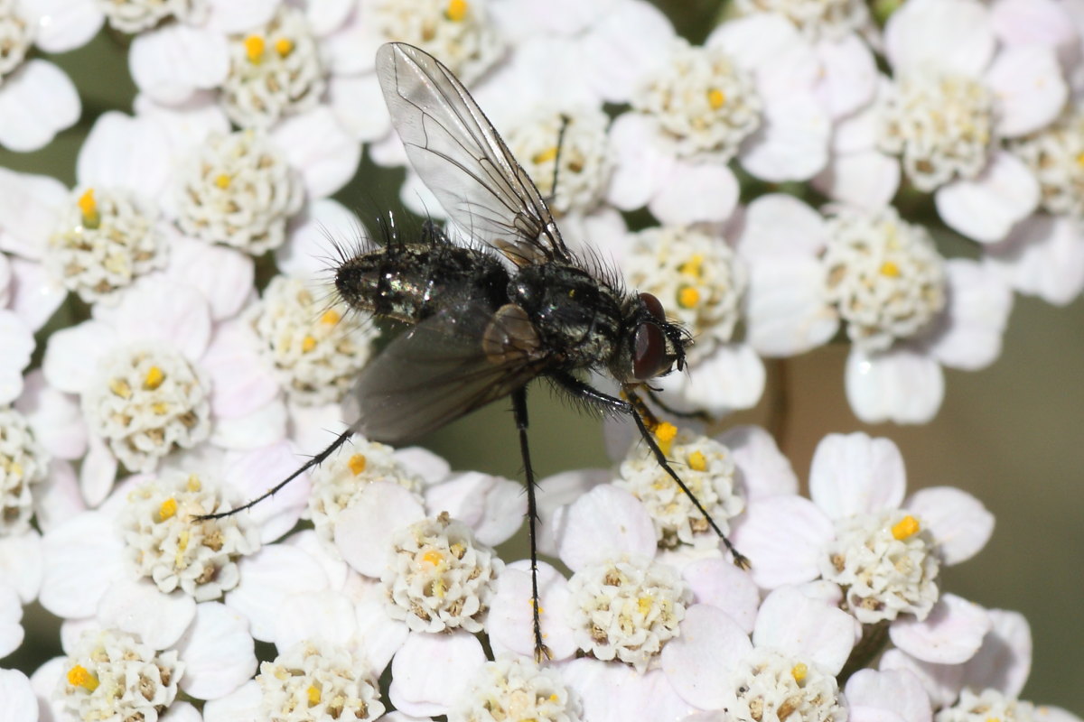 Tachinidae