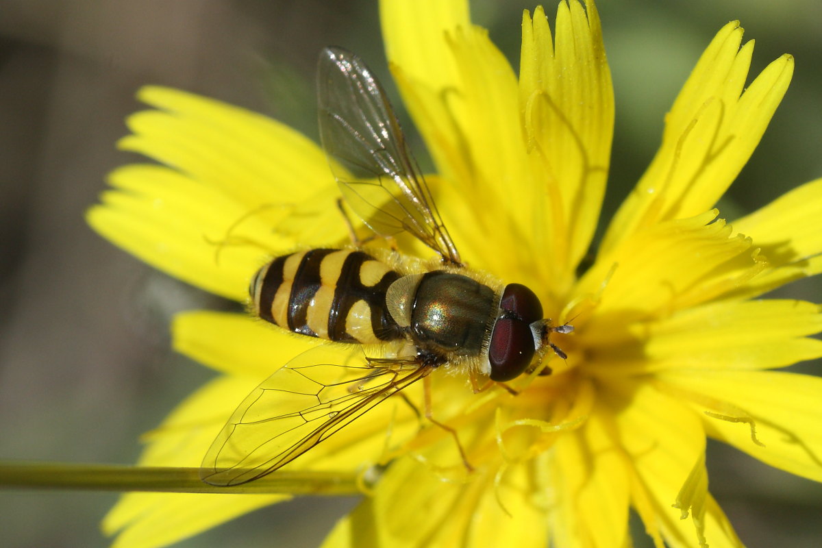 Syrphus vitripennis ?