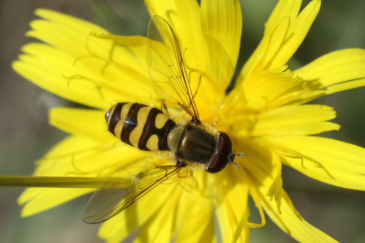 Syrphus vitripennis ?