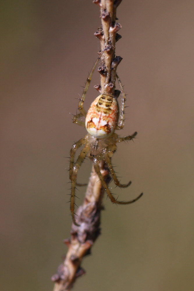 Metellina sp.