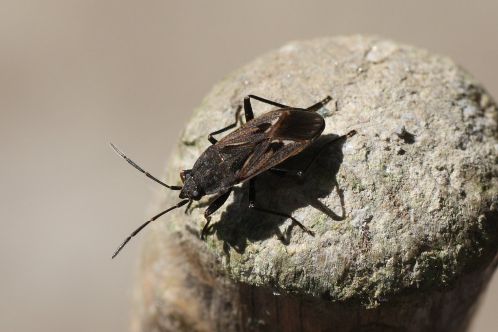 Lygaeidae: Rhyparochromus phoeniceus del Trentino