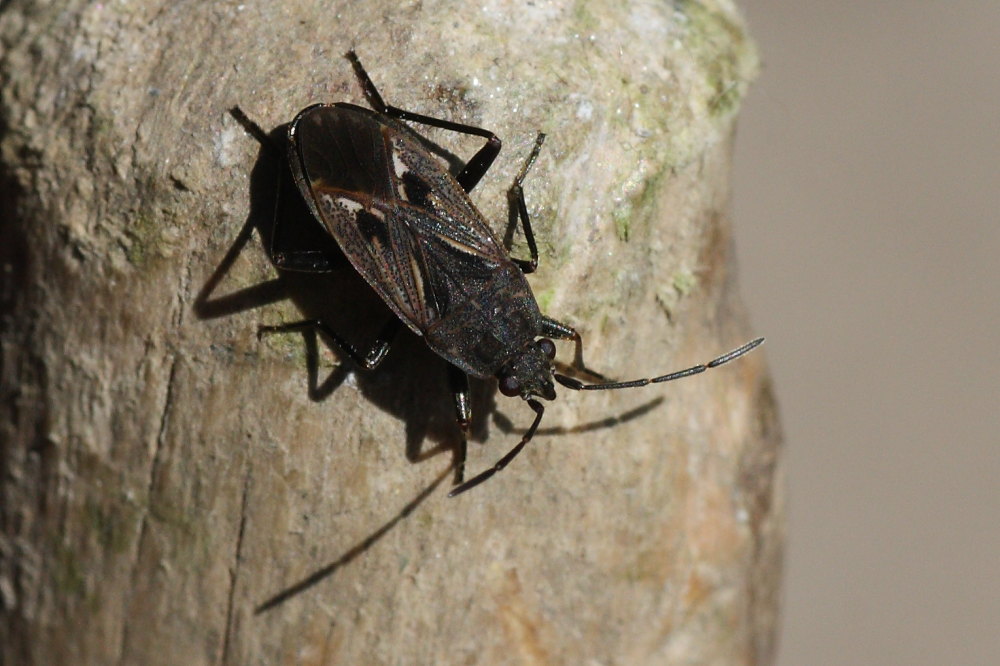 Lygaeidae: Rhyparochromus phoeniceus del Trentino