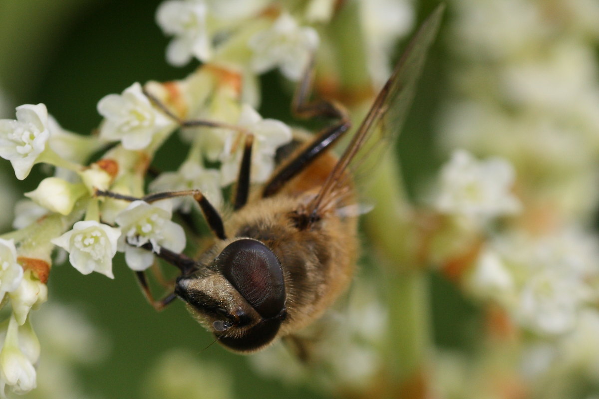 Eristalis da confermare