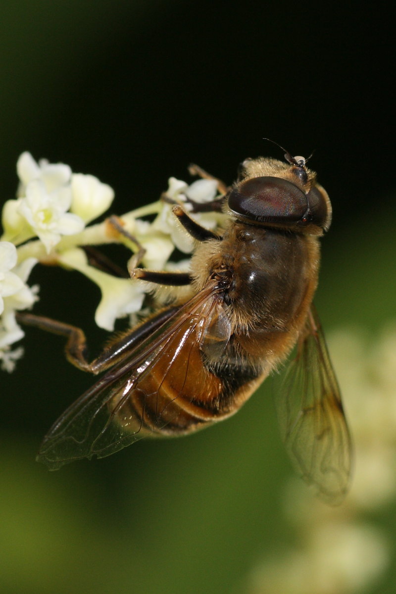 Eristalis da confermare