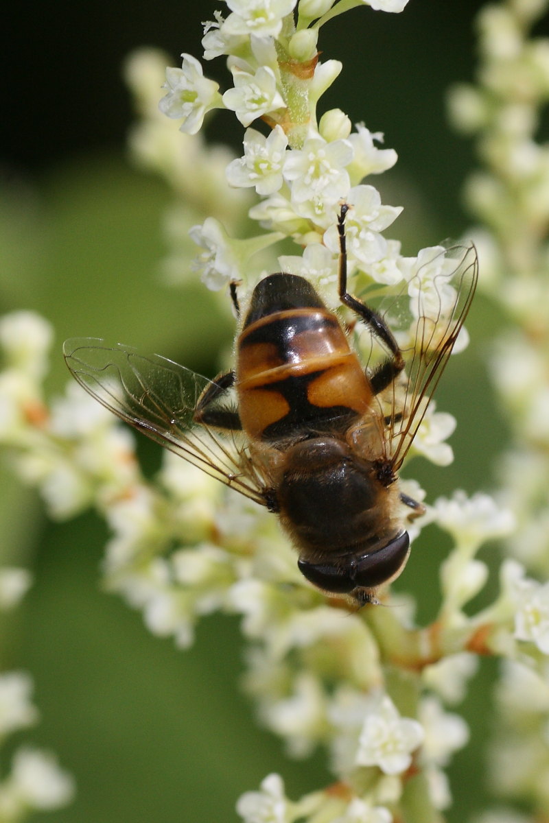 Eristalis da confermare