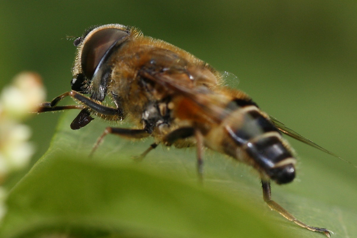 Eristalis da confermare