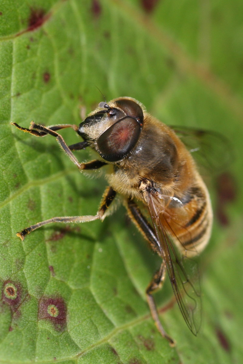 Eristalis da confermare