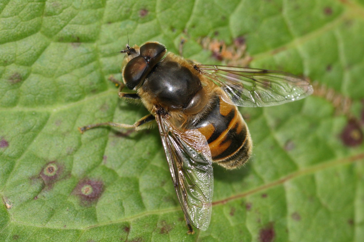 Eristalis da confermare