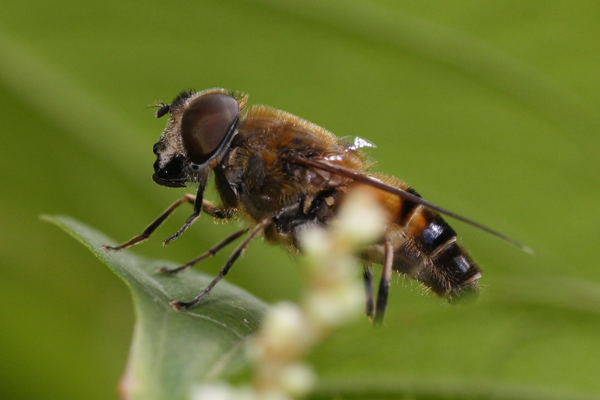 Eristalis da confermare