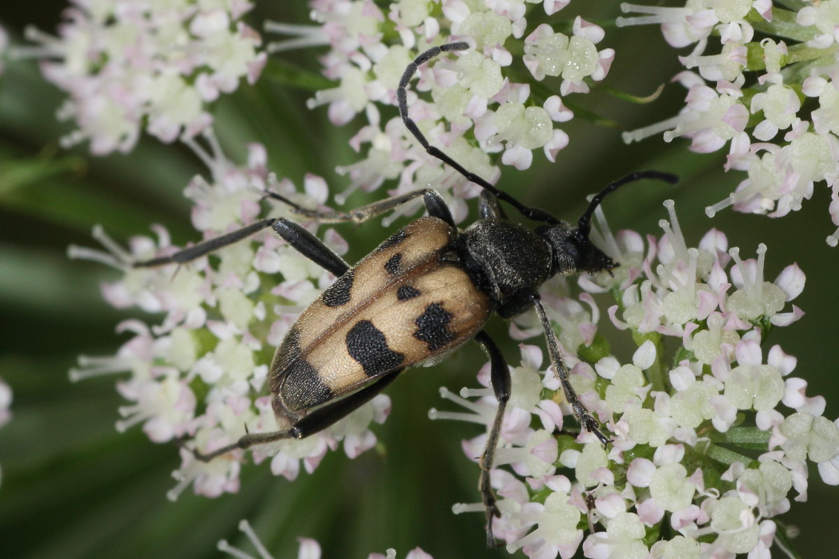 Pachytodes cerambyciformis