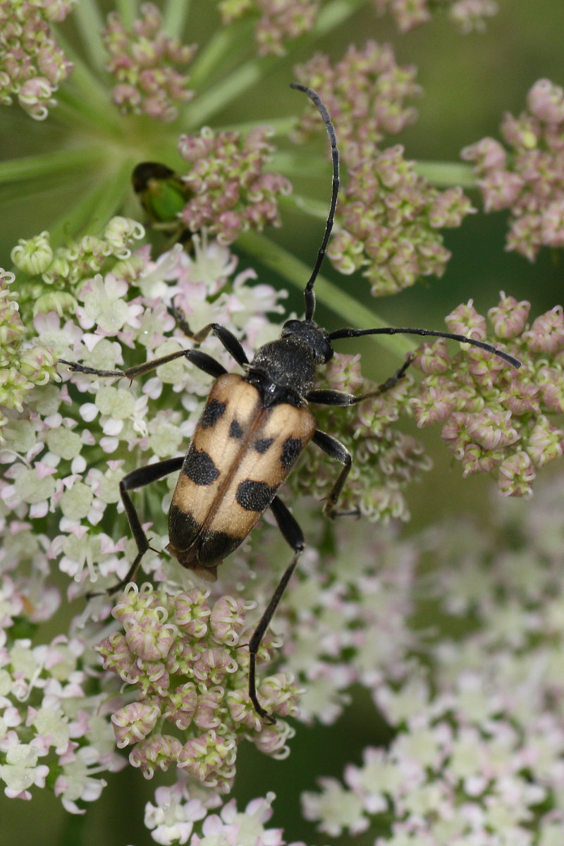 Pachytodes cerambyciformis