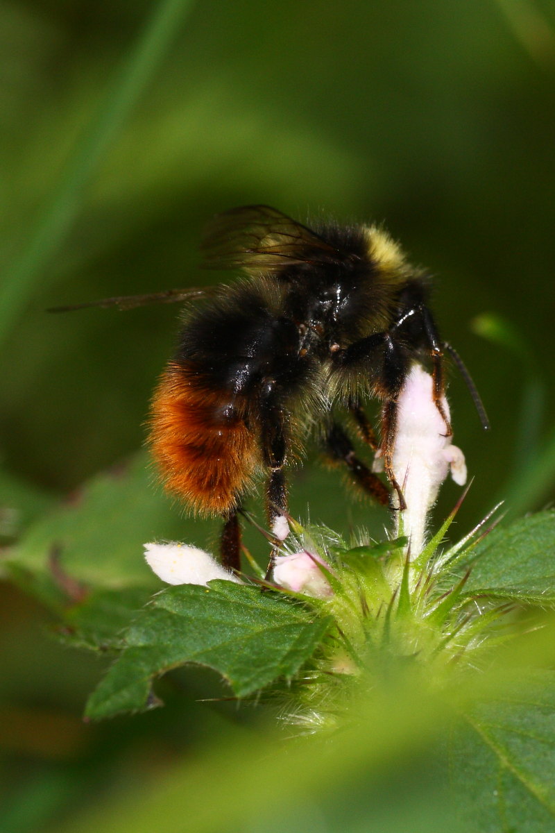 Probabile Bombus lapidarius