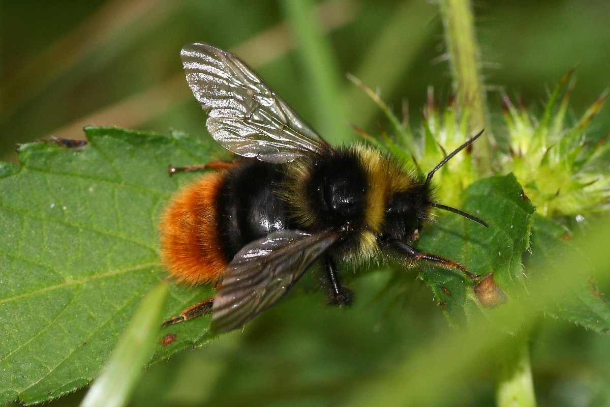 Probabile Bombus lapidarius