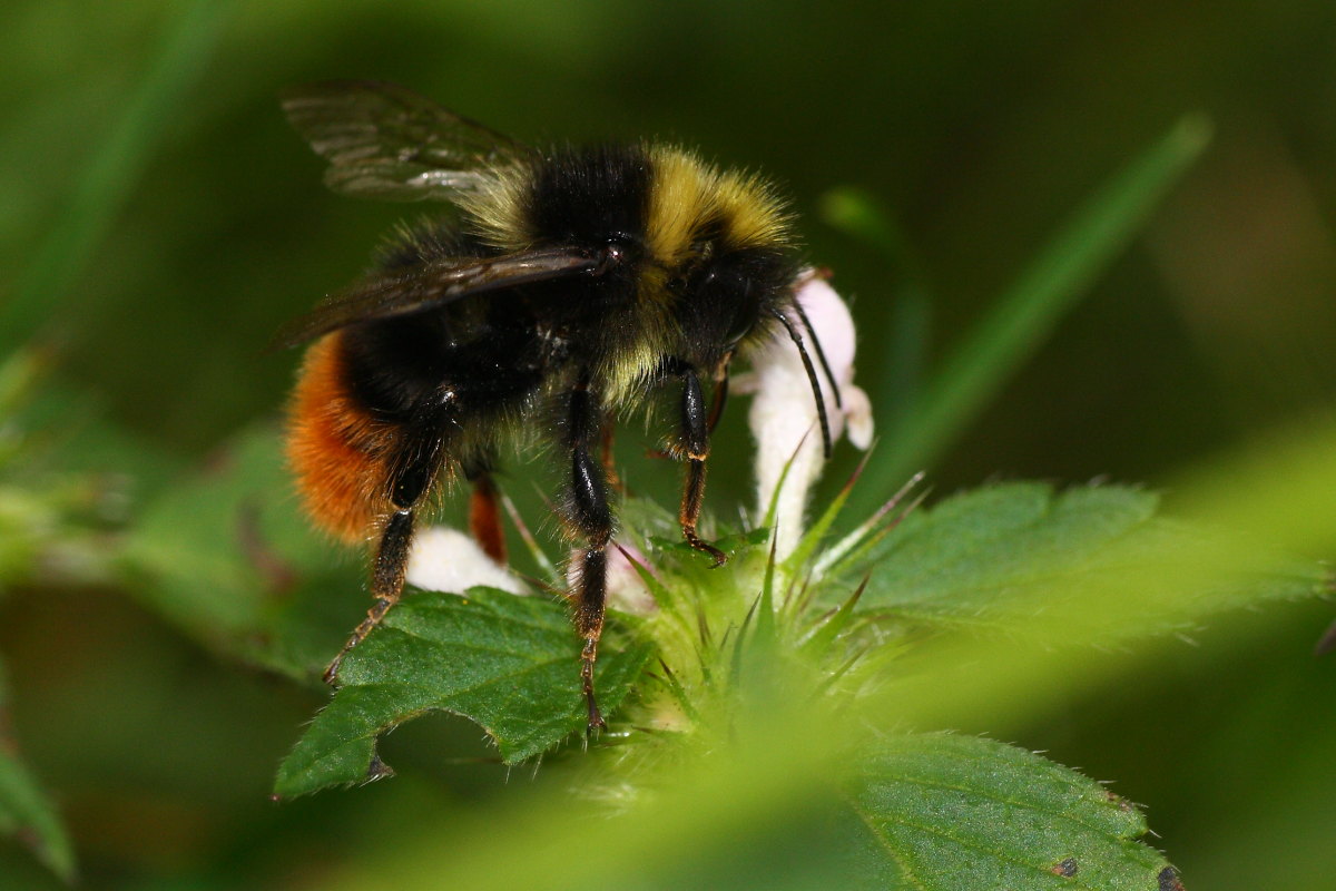 Probabile Bombus lapidarius