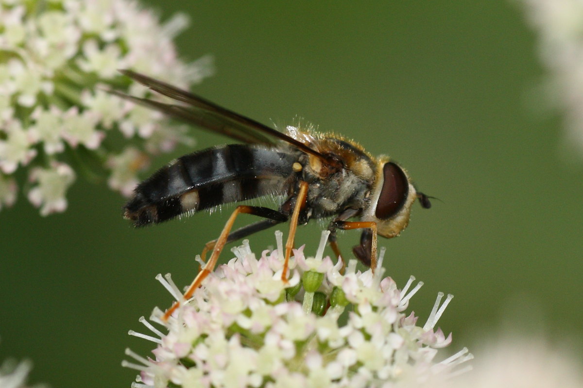 Syrphidae: Leucozona glaucia