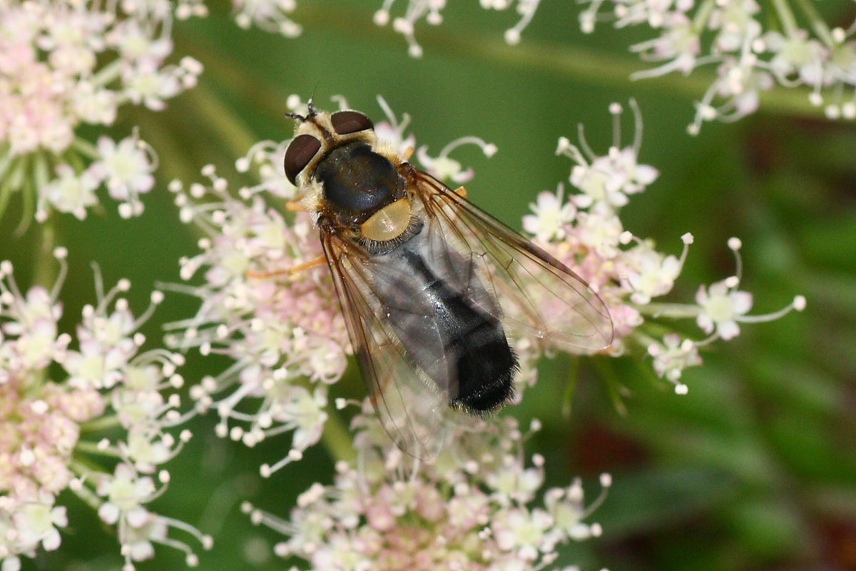 Syrphidae: Leucozona glaucia