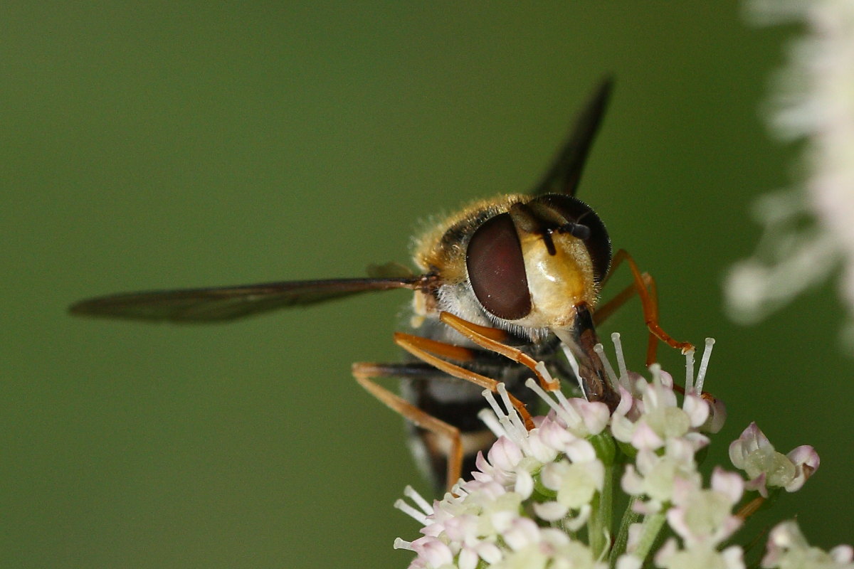 Syrphidae: Leucozona glaucia