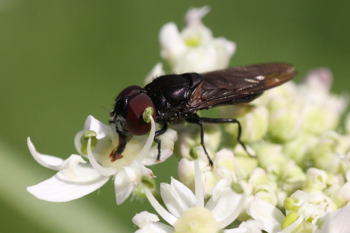 Syrphidae? Cheilosia sp.