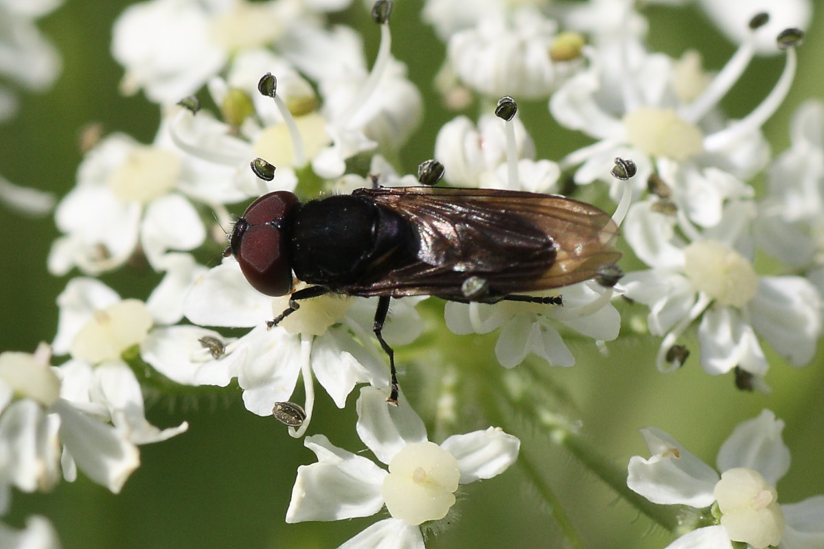 Syrphidae? Cheilosia sp.