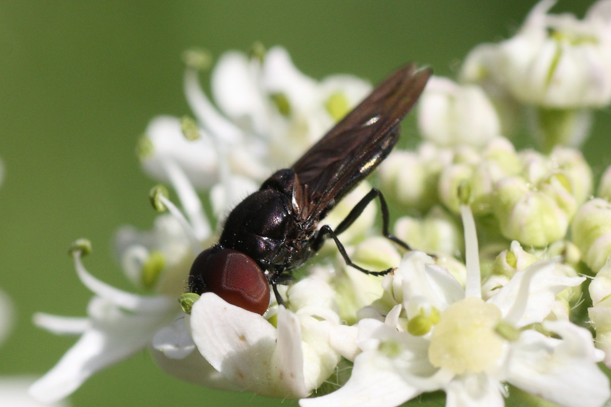 Syrphidae? Cheilosia sp.