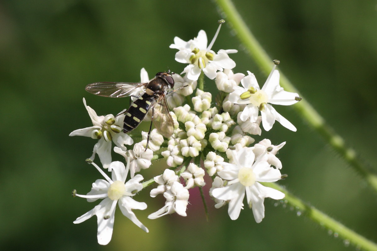 Syrphidae: Melangyna sp.