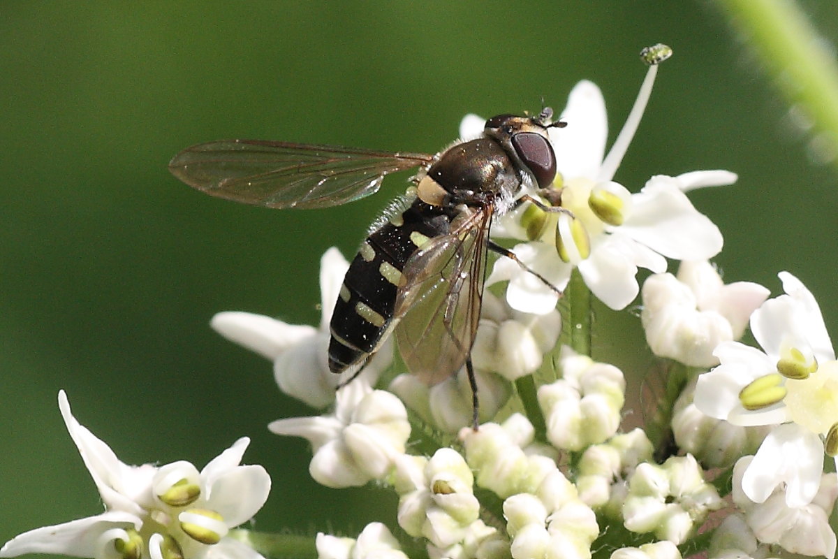 Syrphidae: Melangyna sp.