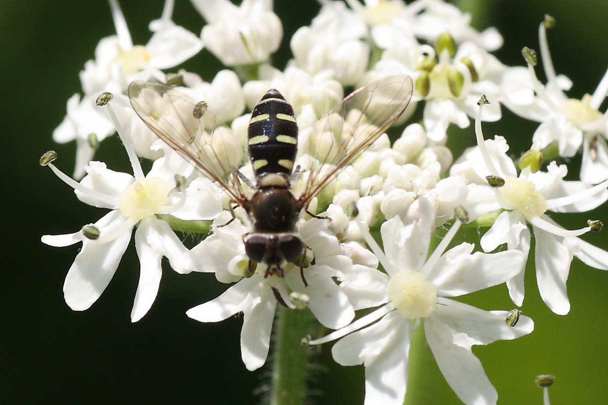 Syrphidae: Melangyna sp.