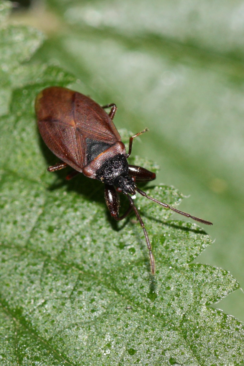 Lygaeidae: Gastrodes grossipes del Trentino (TN)