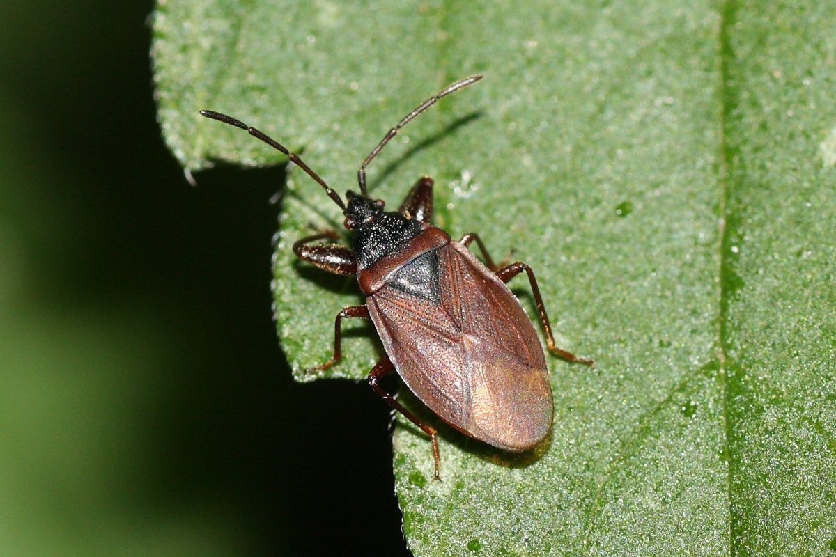 Lygaeidae: Gastrodes grossipes del Trentino (TN)