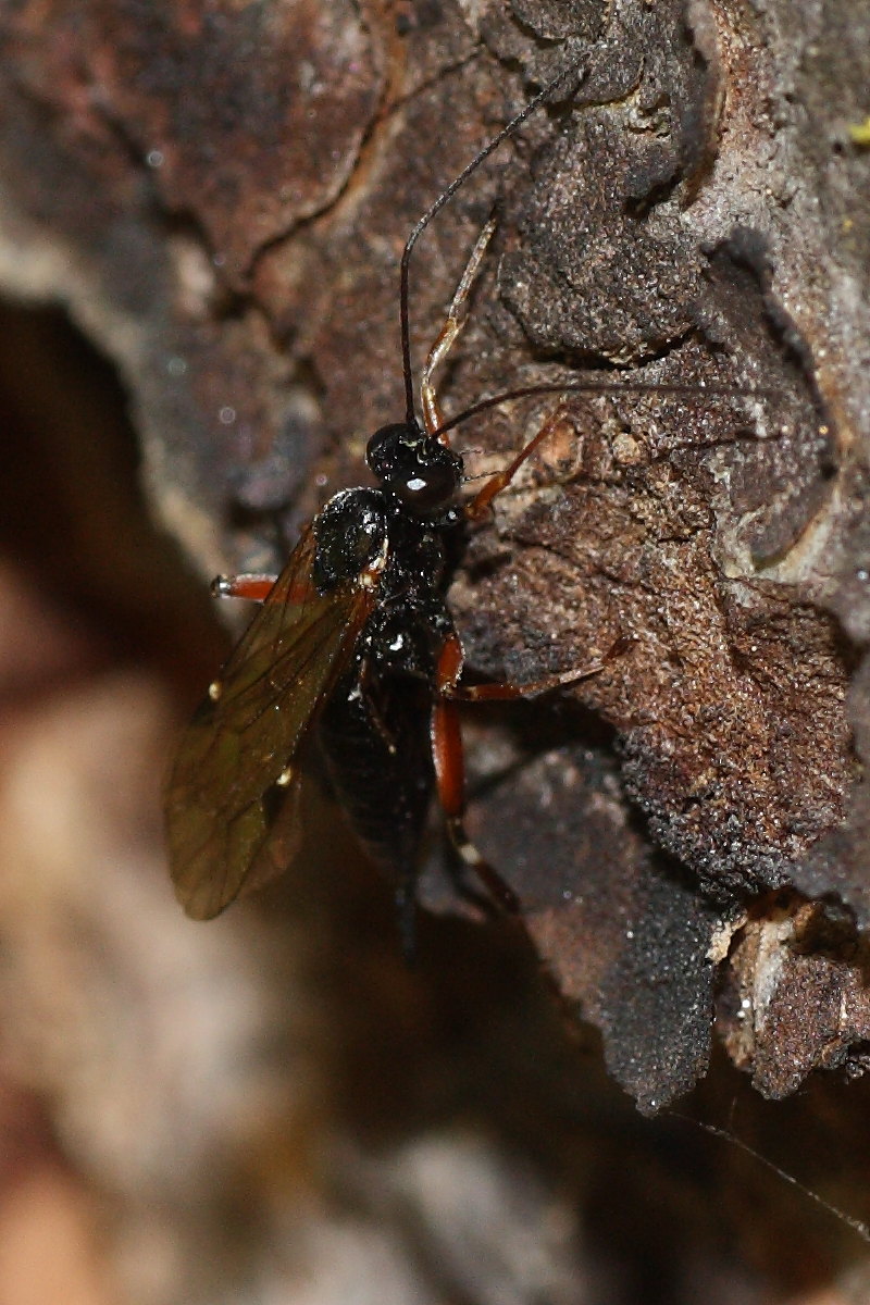 Ichneumonidae da identificare