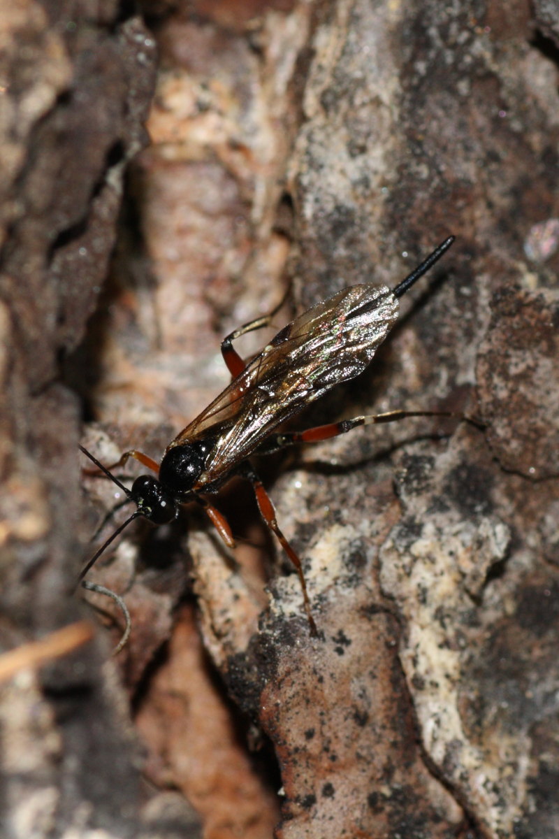 Ichneumonidae da identificare