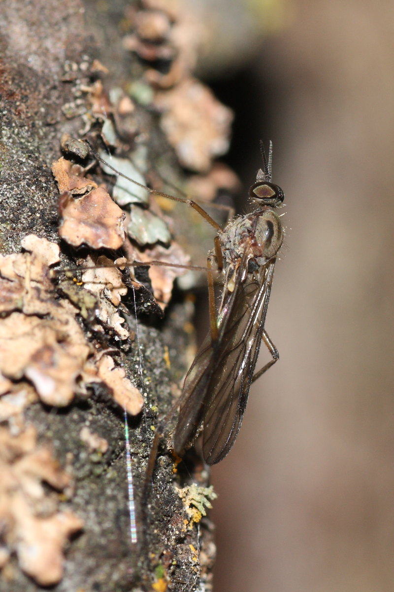 dittero da identificare: Sylvicola sp.(Anisopodidae)