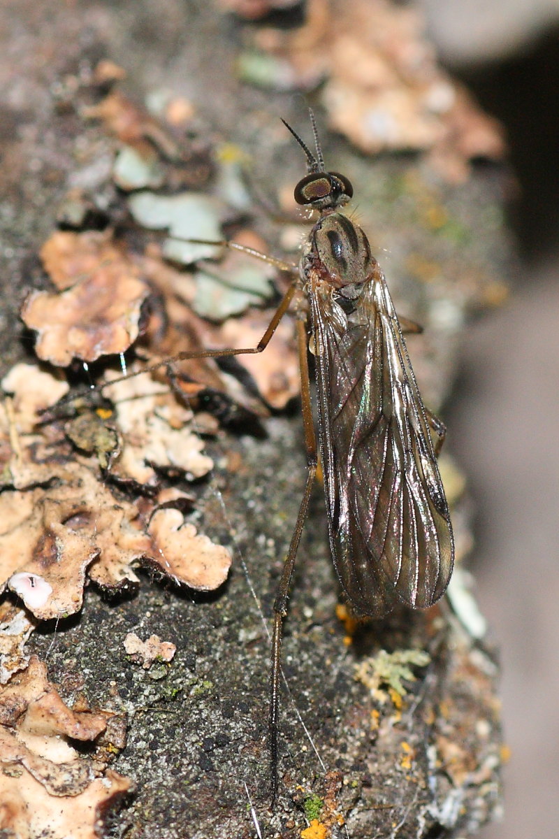 dittero da identificare: Sylvicola sp.(Anisopodidae)