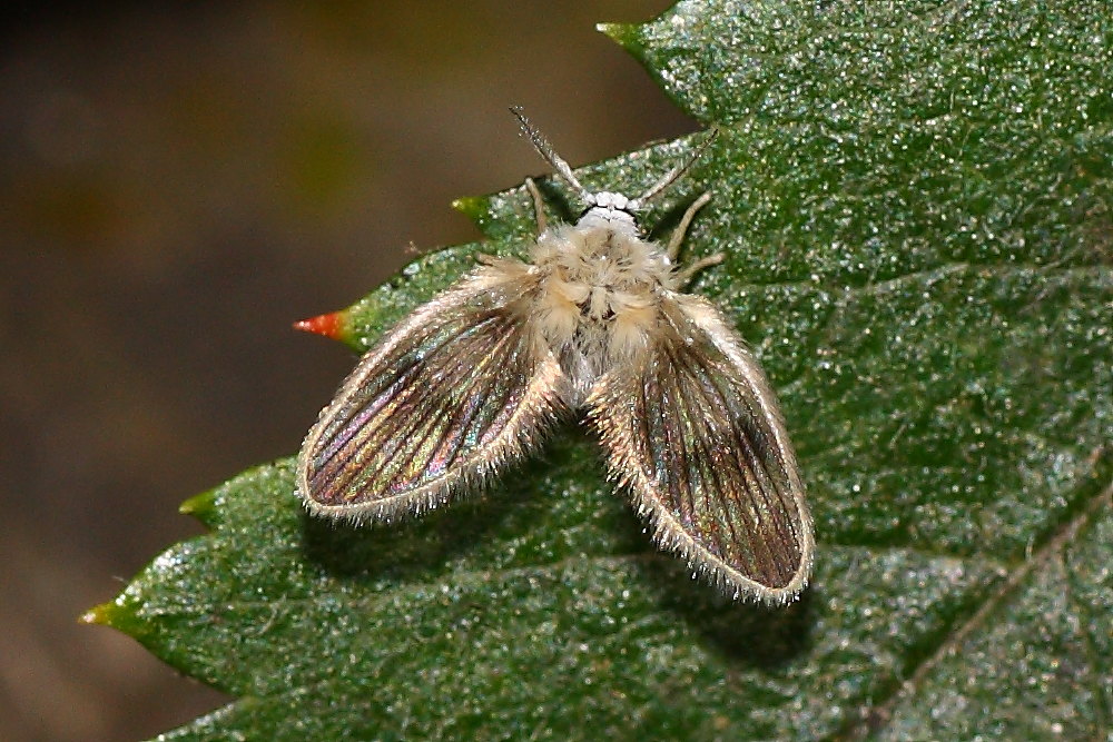 Psychodidae di montagna